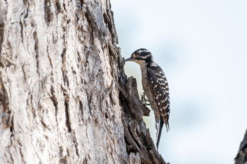 Black and white Nuttal Woodpecker clings to tree bark while pecking peak into trunk