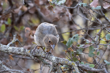 California Towhee fledgling bird, looking down below, is perched in the chaparral bushes safe from predators