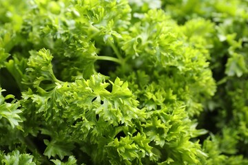 Fresh curly parsley as background, closeup view