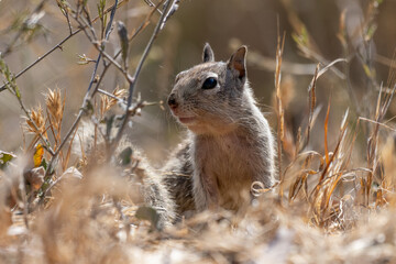 Furry ground squirrel keeps watchful eye out for danger while moving through the weeds