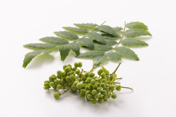 実山椒と山椒の葉