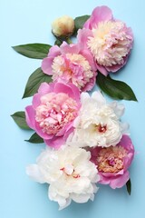 Beautiful peonies and green leaves on light blue background, flat lay