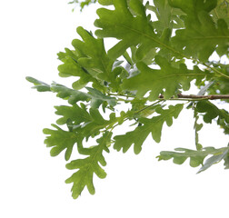 Oak tree branch with green leaves isolated on white, low angle view