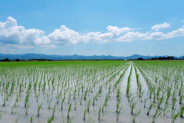 田植えが済んだ田んぼ