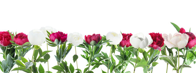 Different aromatic peonies with green leaves on white background