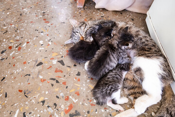 Mother cat feeds her kittens. nursing baby cats. Family concept.