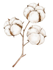Watercolor botanical illustration of a cotton branch with fluffy white bolls and brown stems, isolated on white. Ideal for packaging, stationery, fabric or seasonal prints
