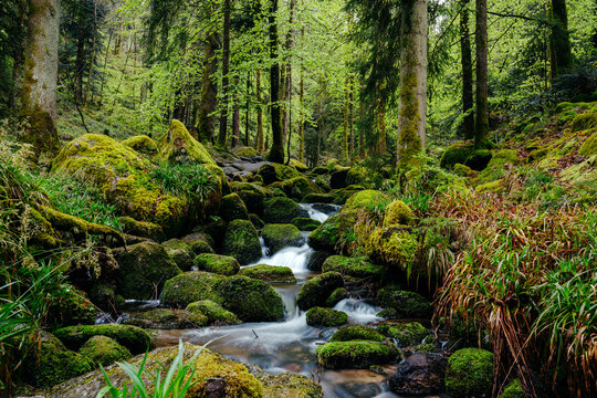 Green forest with stream in Schwarzwald, Germany