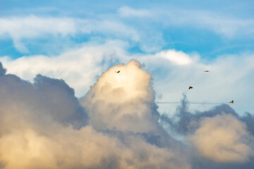 A flock of yellow parrots flying in the blue sky on a sunny day.