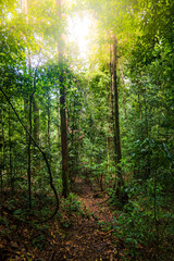 rainforest jungle trekking landscape at Gunung Gading National Park in Borneo, Malaysia