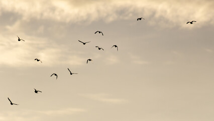 A flock of yellow parrots flying in the blue sky on a sunny day.