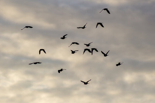 A flock of yellow parrots flying in the blue sky on a sunny day. - Powered by Adobe