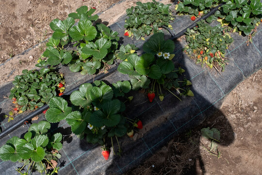 Strawberries at different stages of ripeness