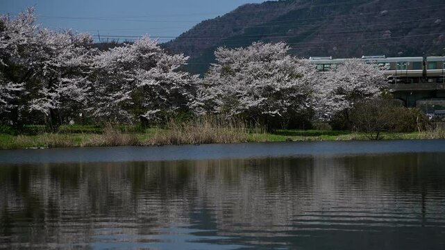桜咲く春の貫川内湖を通過する223系普通列車（湖西線 近江中庄 - 近江今津, 2025年4月）