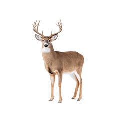 A majestic deer stands gracefully against a minimalist white background. showcasing its impressive antlers. embodying the beauty of wildlife and nature photography