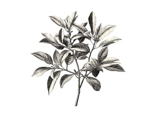 Vintage hand-drawn sassafras tree engraving, botanical sketch, rustic woodland design, eco-friendly art, sassafras leaves, black old engraving style, retro nature decor, natural illustration