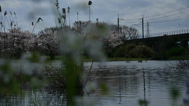 桜咲く春の貫川内湖を通過する223系普通列車（湖西線 近江中庄 - 近江今津, 2025年4月）