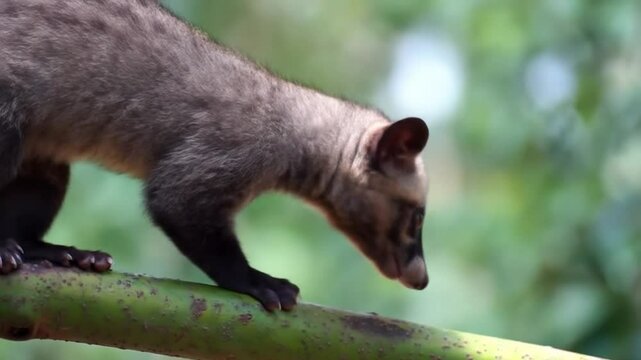 Asian Palm Civet on Tree Branch Looking for Food in Tropical Forest