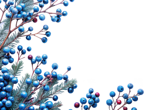 Christmas branches end berries, winter decoration, blue color Isolated on a transparent background