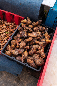 Fresh galangal roots in basket