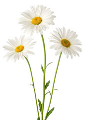 Fototapeta premium daisies summer white flower isolated on a transparent background 