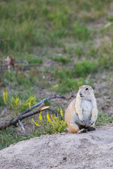 Prairie dog standing on hind legs