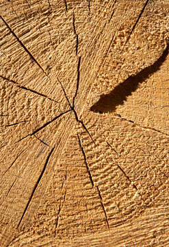 A tree stump in sunlight. Close-up of wood texture