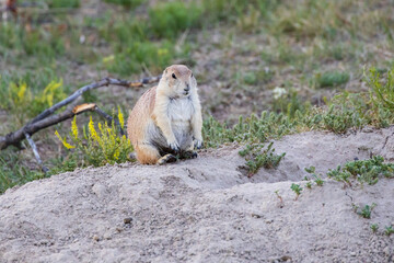 Prairie dog standing on hind legs
