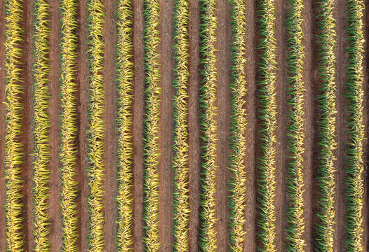 Aerial Dragon Fruit Orchard Rows Green Yellow Soil