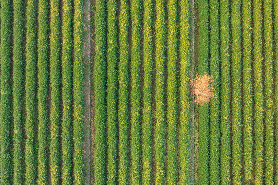 Aerial View of Green Tea Plantation Rows