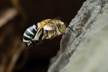 Blue-banded bee (Amegilla cingulata) in flight on its way to come back home after collect nectar and pollen flowers. Entomophily - Pollination by insect.Macro eye insect.