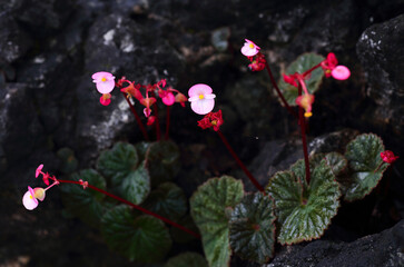 Begonia soluta Craib (Begoniaceae) is an endemic plant of Thailand. It grows in the crevices of the...