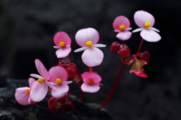Begonia soluta Craib (Begoniaceae) is an endemic plant of Thailand. It grows in the crevices of the...