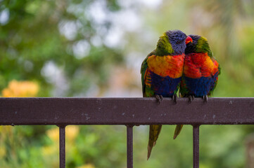 Two Rainbow Lorikeets perched on a balcony railing