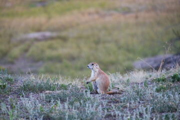 Prairie dog in the grass