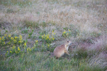 Prairie dog in the grass