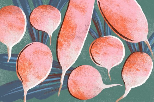 Radish background illustration