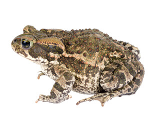 Fototapeta premium A realistic Patagonian toad, isolated on a white background, displaying its textured skin.