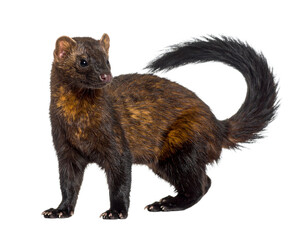 Obraz premium A realistic Patagonian weasel, isolated on a white background, a sleek predator of the Patagonian region.