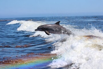 Dolphin Leaping Above Ocean Waves with Sparkling Water and Rainbow Reflection Under Clear Blue Sky, Capturing the Beauty of Marine Life in Natural Habitat