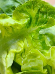 Get an up-close look at this vibrant lettuce! 🍃 A nutrient-rich leaf vegetable, it's not just a...