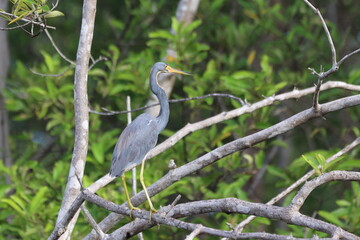 Blue heron on a branch in nature