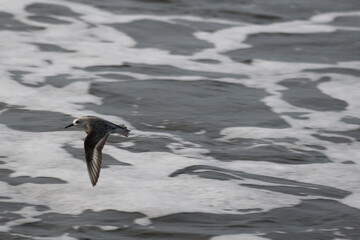 Shorebird flying over ocean waves, wings spread wide.