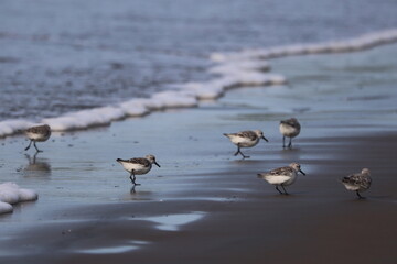 Sandpipers foraging on a beach by the water