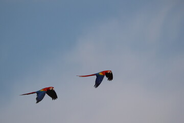 Scarlet macaws soar high above the forest canopy