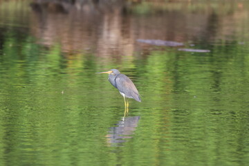 Tricolored Heron standing in a pond of water