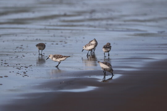 Sandpipers forage on a reflective beach