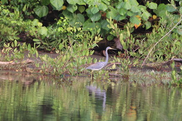 Tricolored heron in the marsh