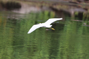 Snowy Egret soars above reflective water