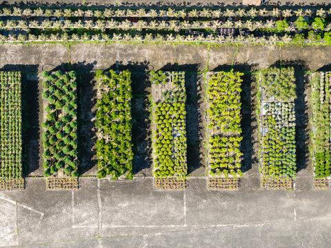 Nursery plants in rows on concrete